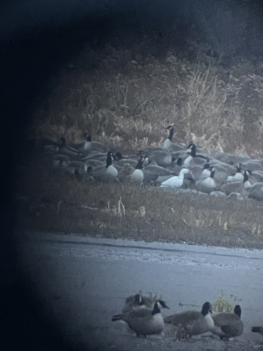 Ross's Goose - ML646235221