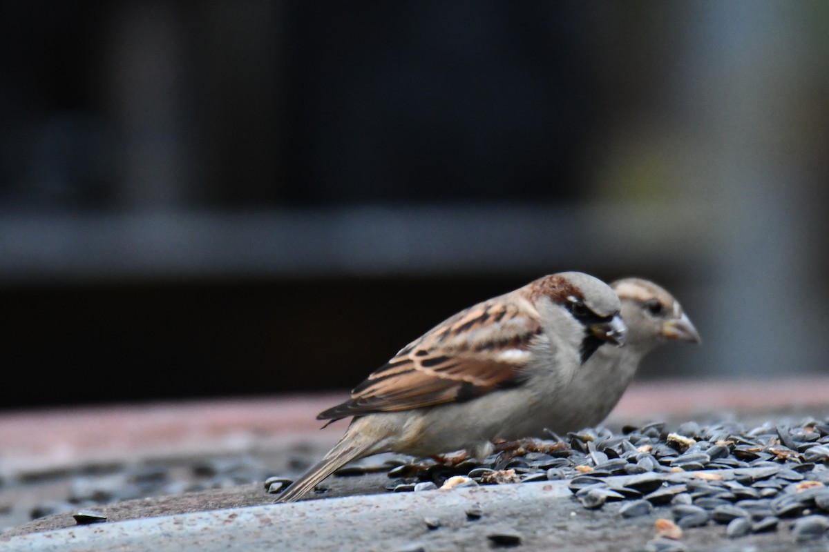 gråspurv - ML646235224