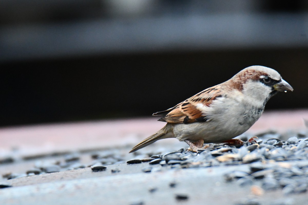 gråspurv - ML646235226