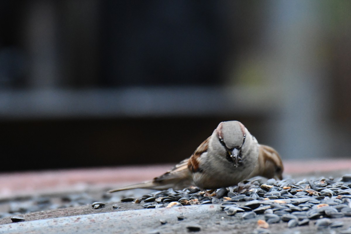 House Sparrow - ML646235227