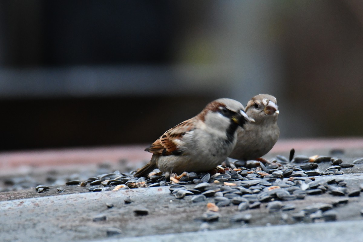 gråspurv - ML646235228