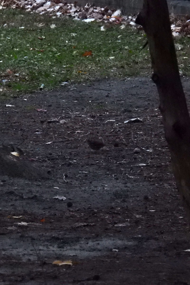 Fox Sparrow - ML646235230