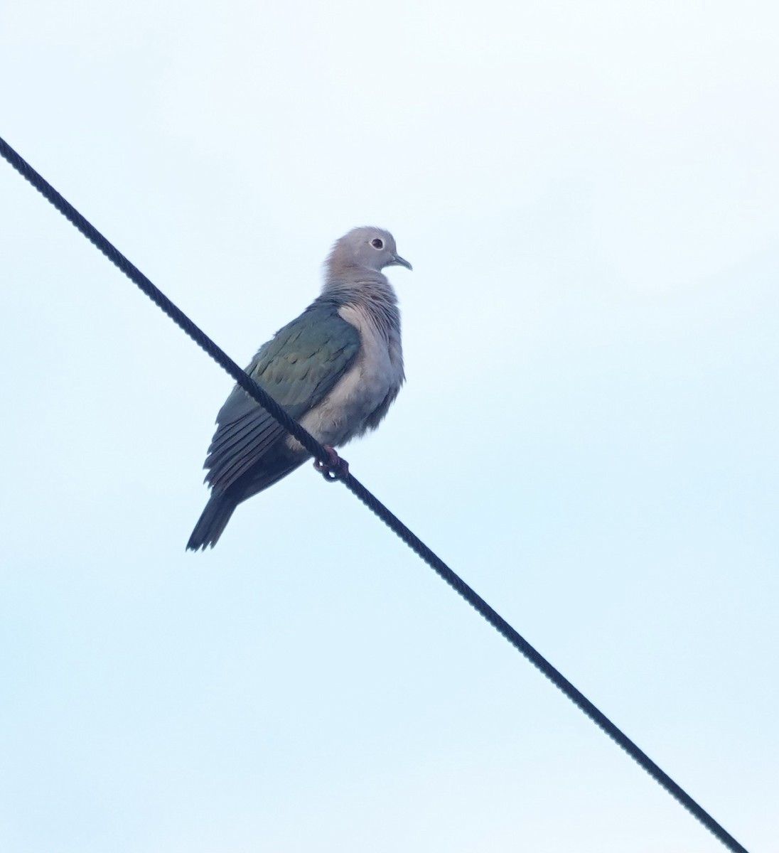 Yeşil Has Güvercin - ML646235231