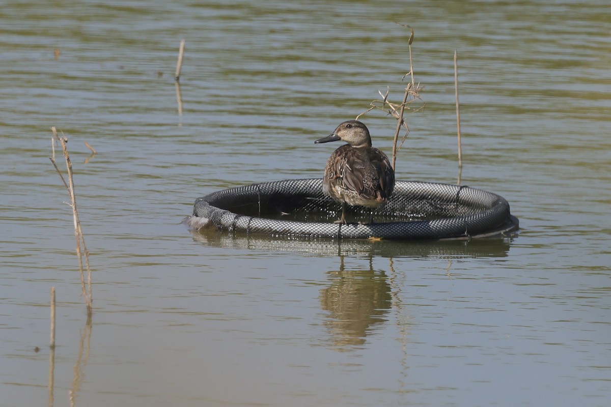 Green-winged Teal - ML646235232