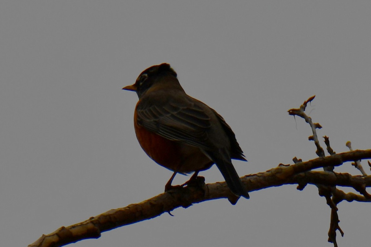 American Robin - ML646235233