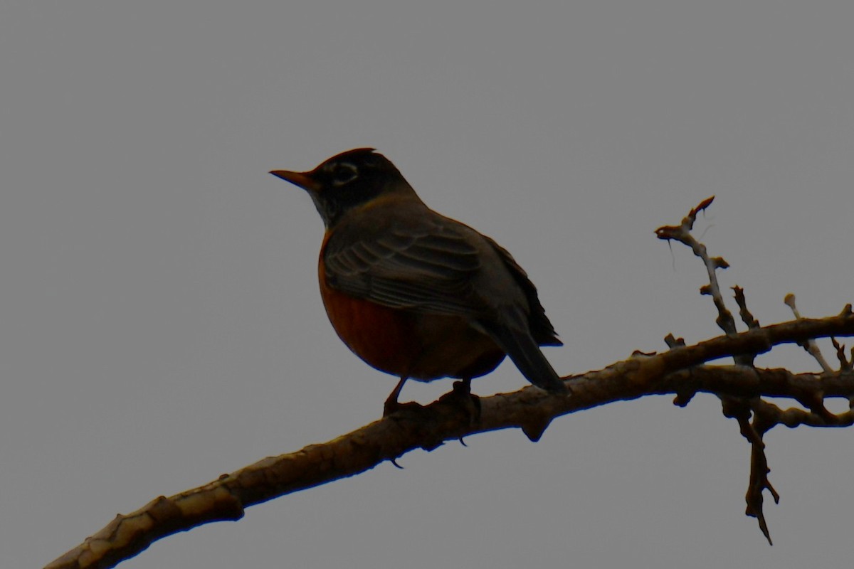 American Robin - ML646235234