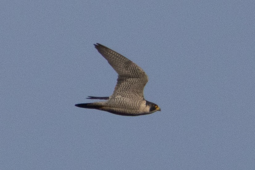Peregrine Falcon - ML646235236
