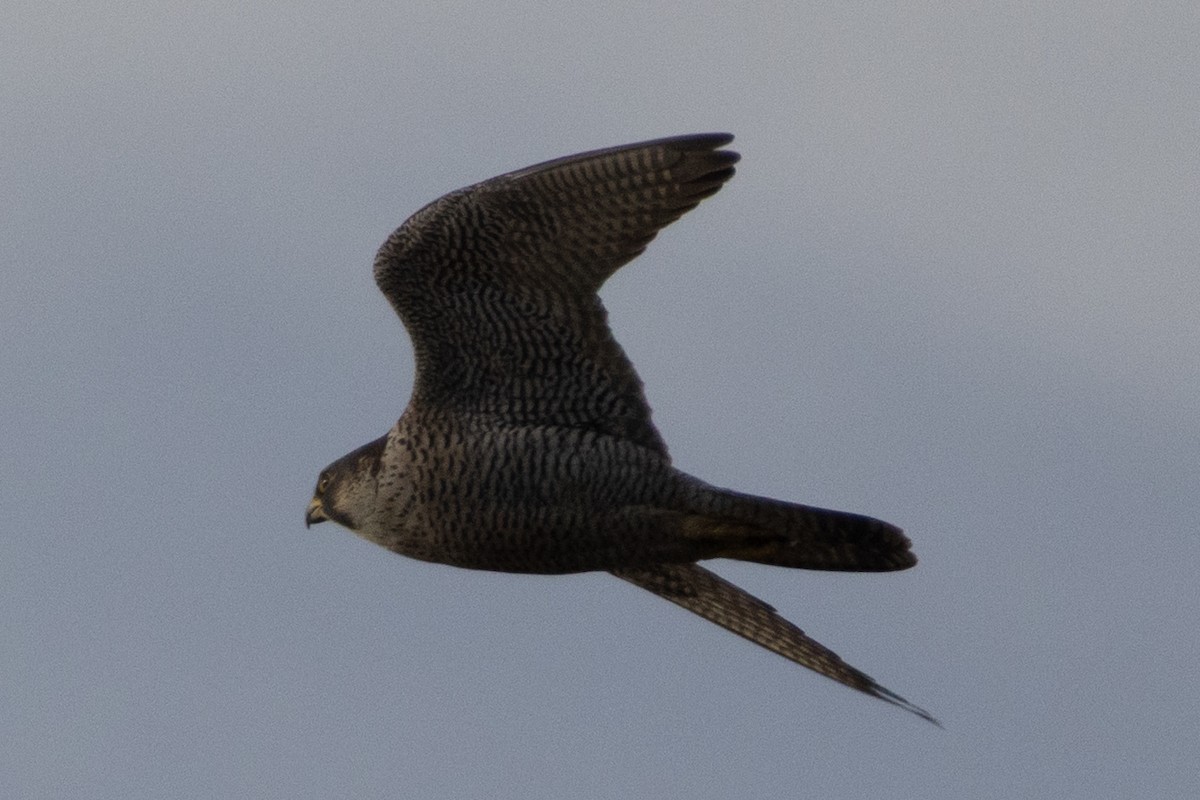 Peregrine Falcon - ML646235237