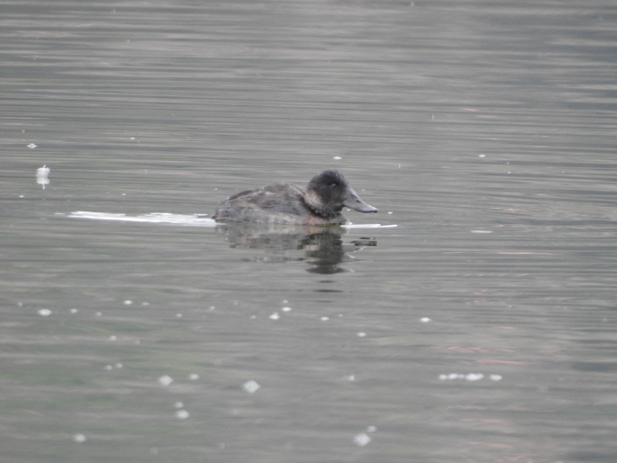 Andean Duck - ML646235239