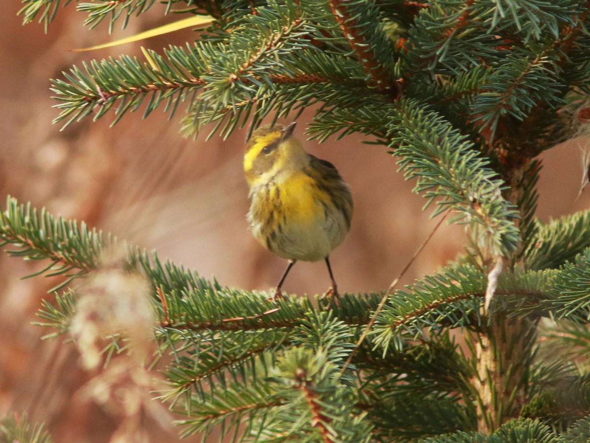 Townsend's Warbler - ML646235240