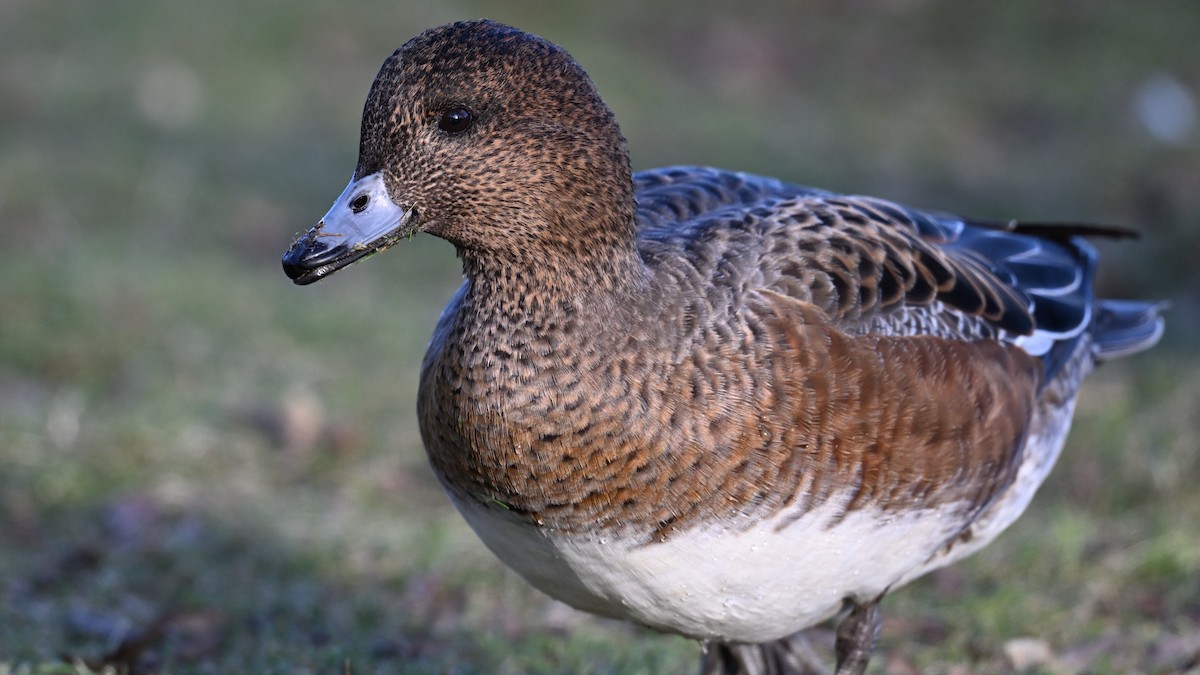 Eurasian Wigeon - ML646235241