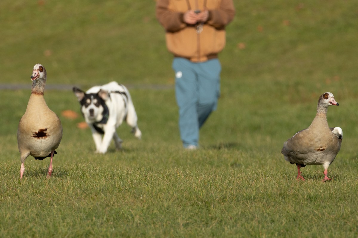 Egyptian Goose - ML646235242
