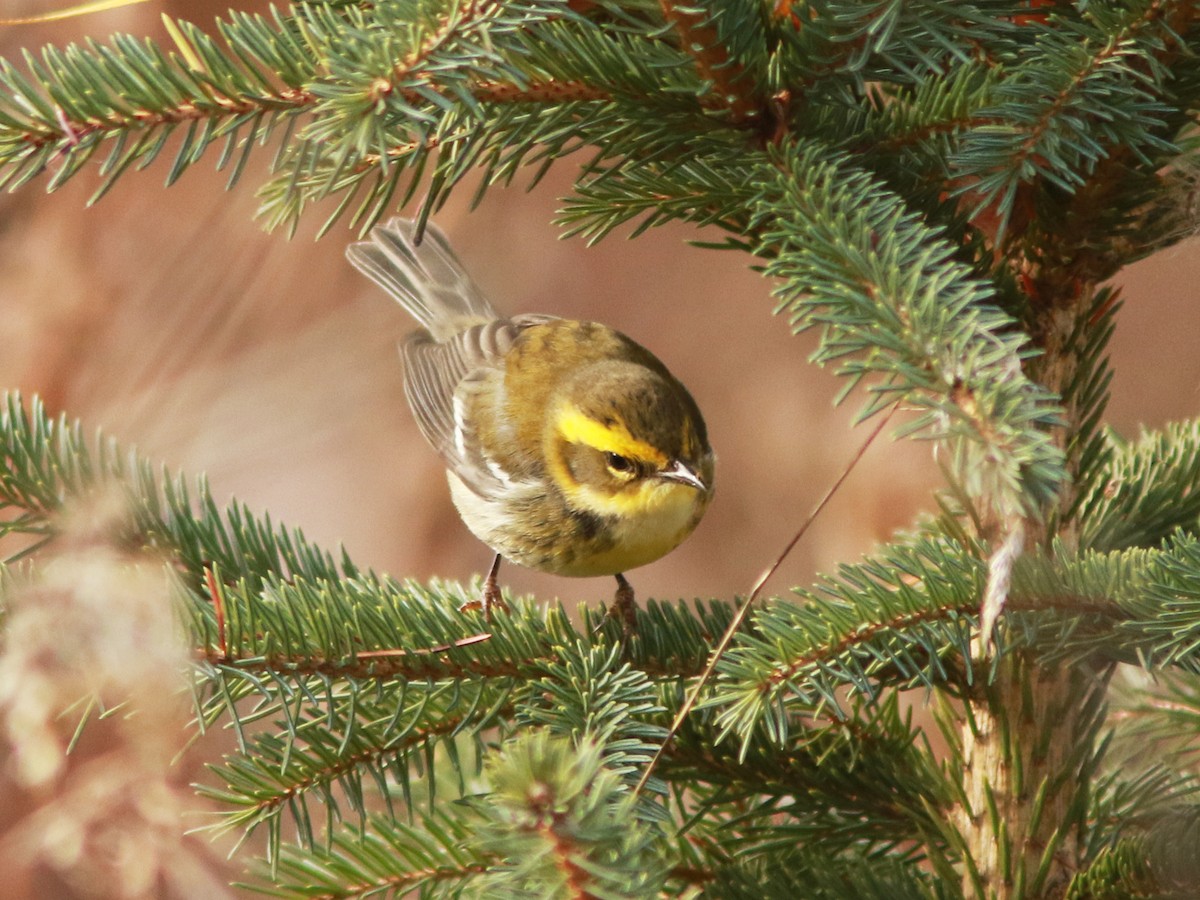 Townsend's Warbler - ML646235243