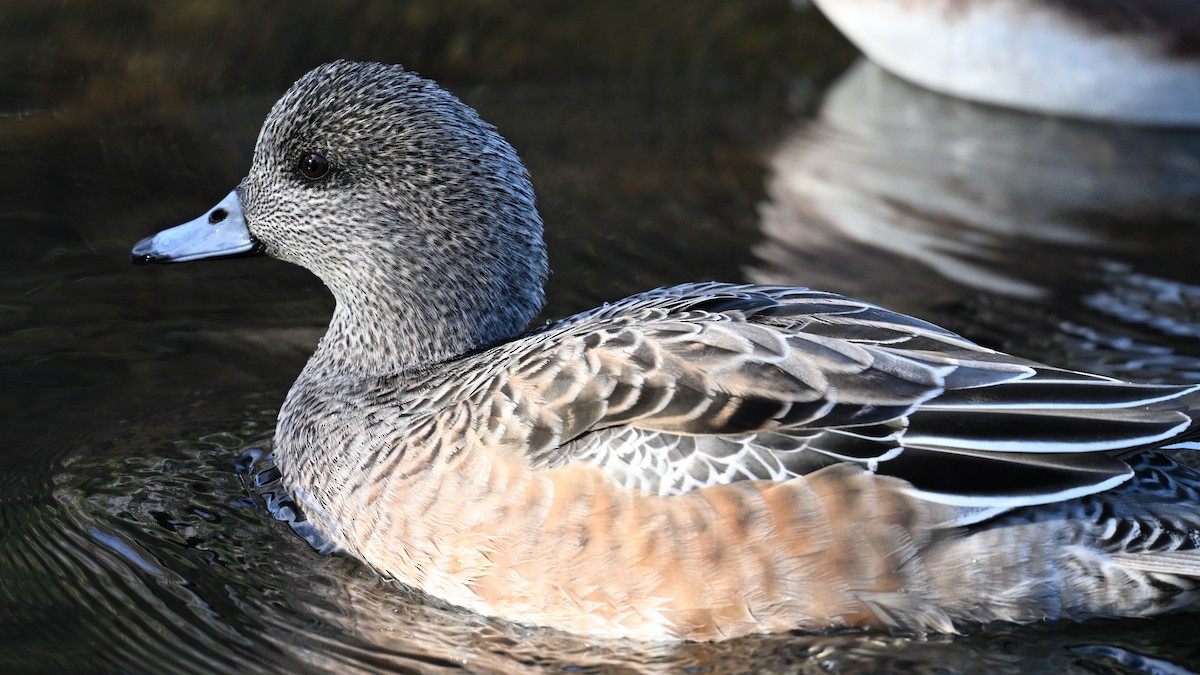 American Wigeon - ML646235244