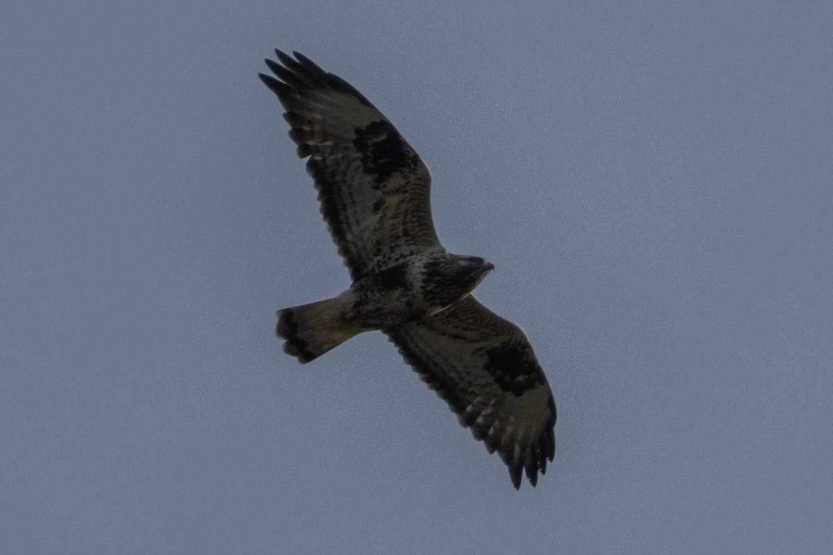 Rough-legged Hawk - ML646235245