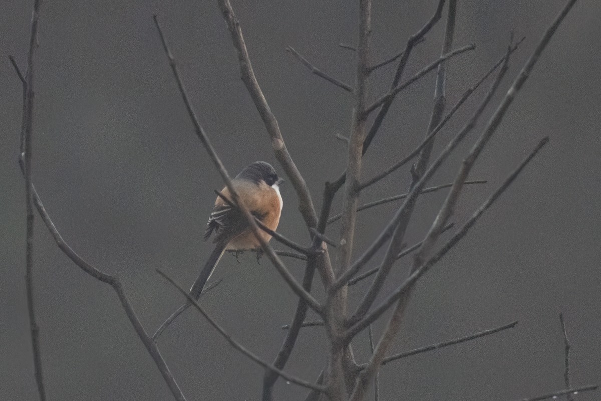 Long-tailed Shrike - ML646235246