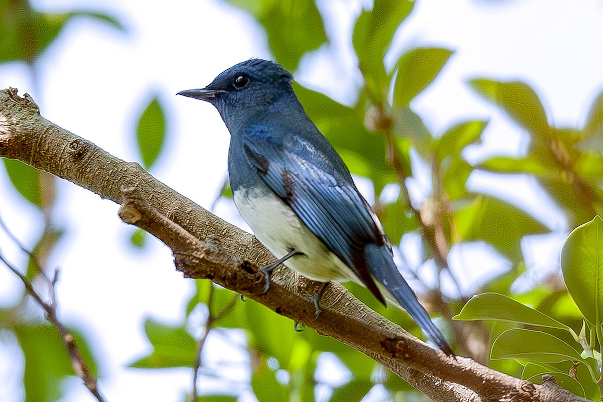 Zappey's Flycatcher - ML646235247
