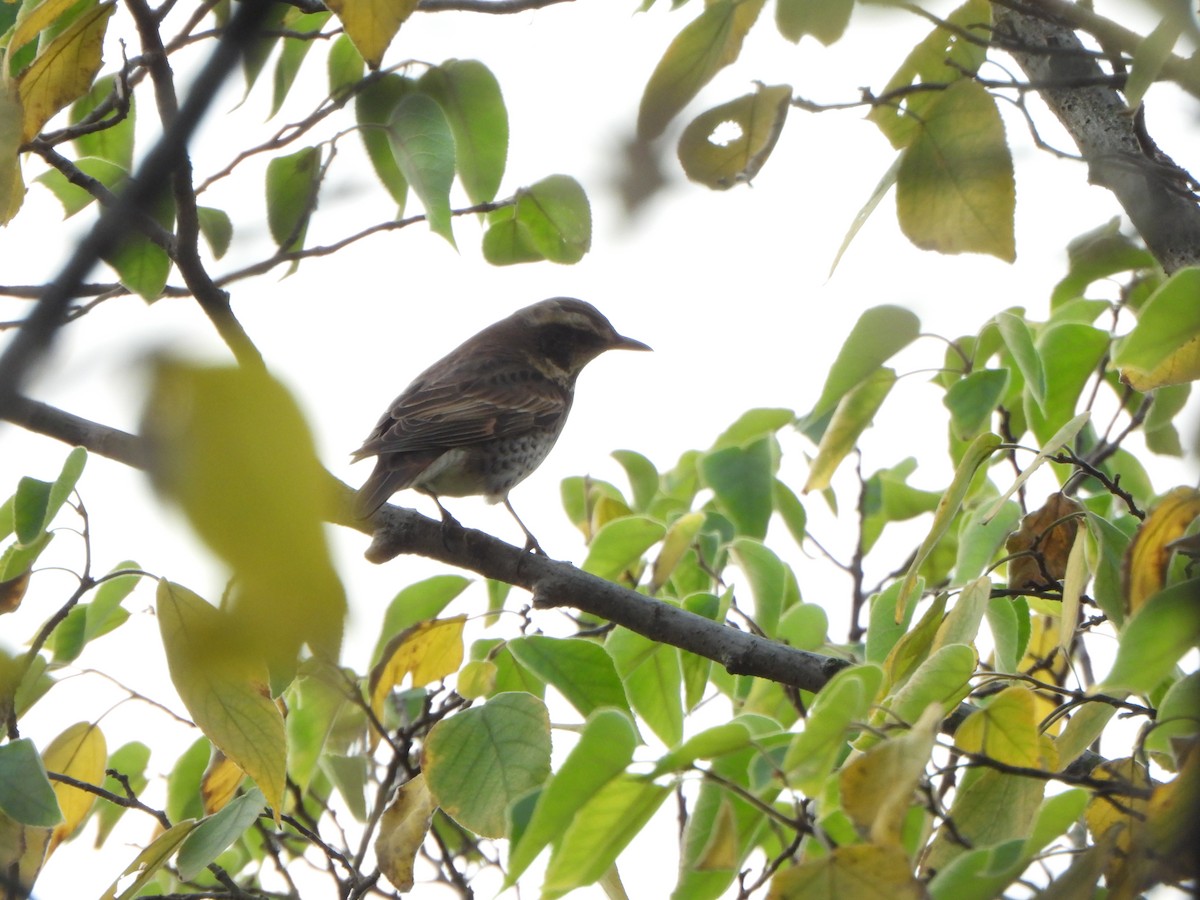 Dusky Thrush - ML646235248
