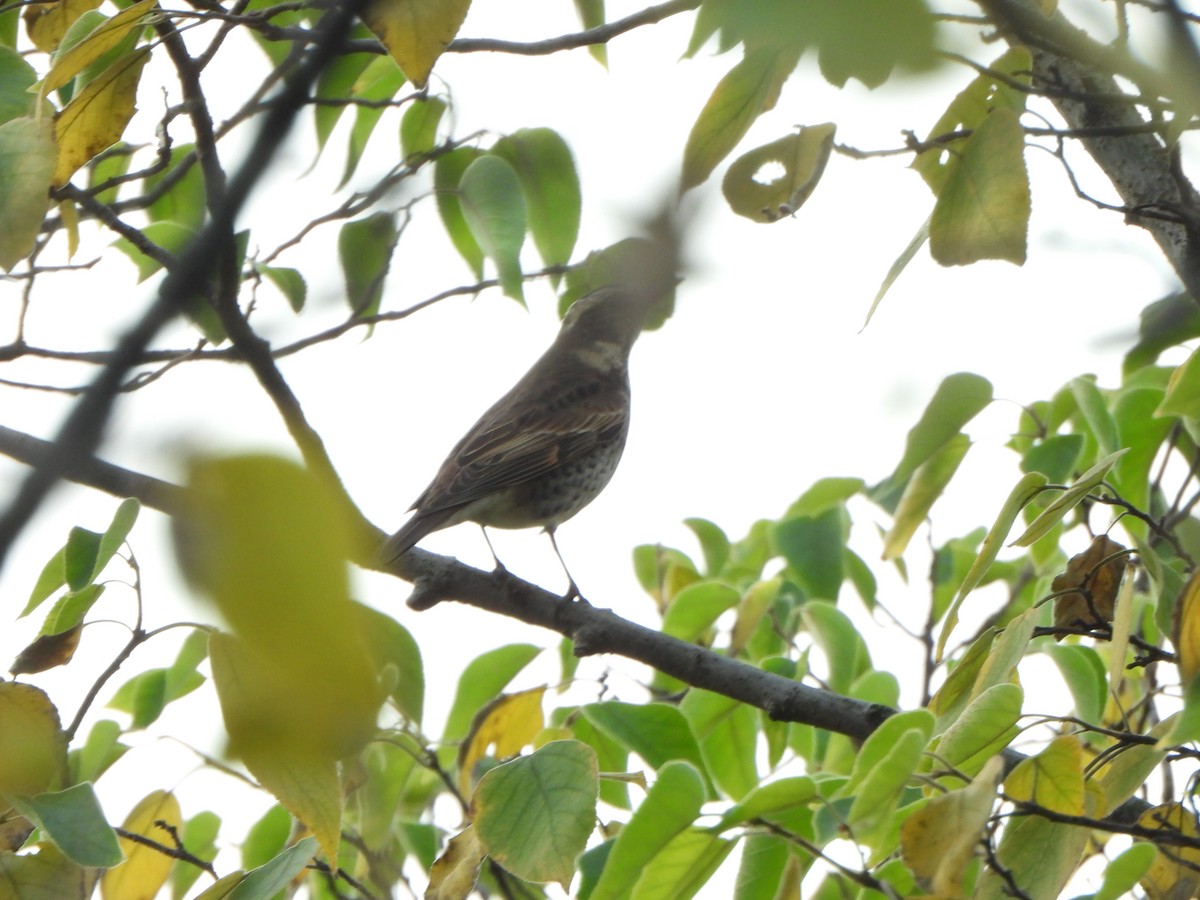 Dusky Thrush - ML646235249