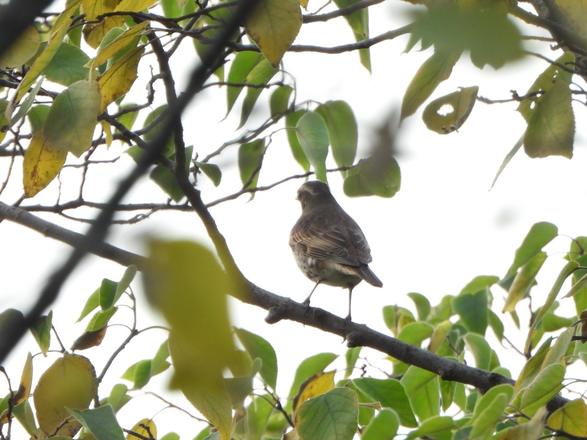 Dusky Thrush - ML646235250