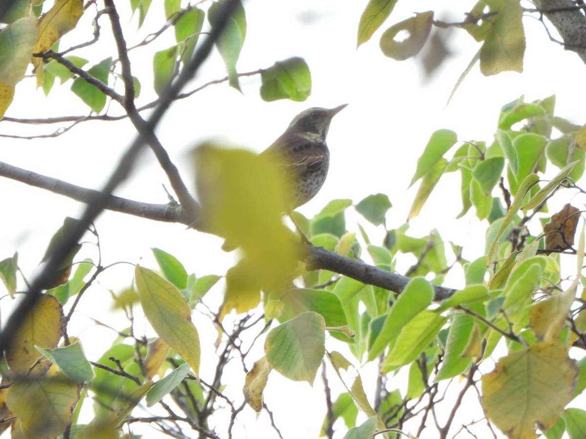 Dusky Thrush - ML646235251