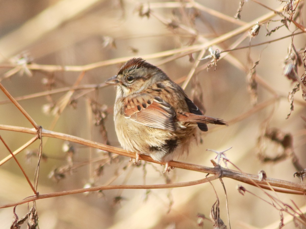 Swamp Sparrow - ML646235252