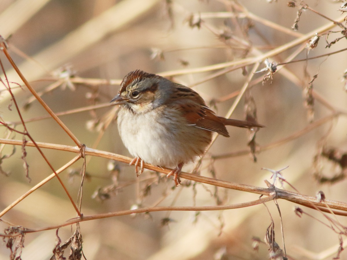 Swamp Sparrow - ML646235253