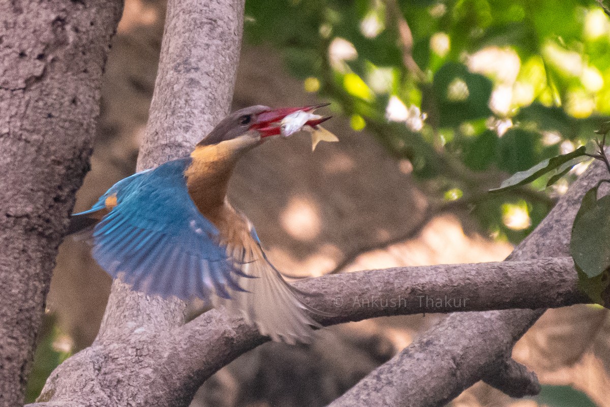 Stork-billed Kingfisher - ML646235254
