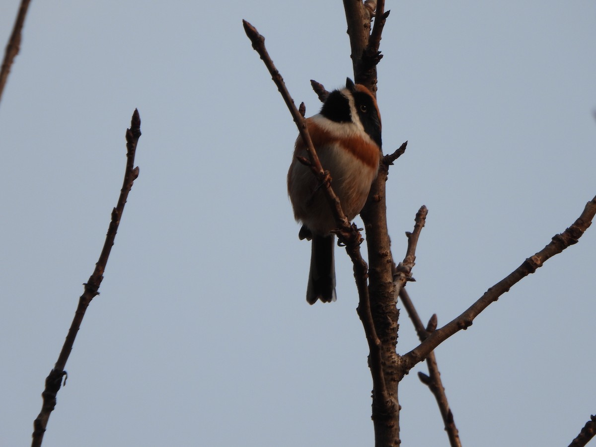 Black-throated Tit - ML646235255