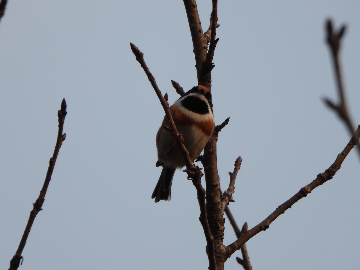 Black-throated Tit - ML646235256