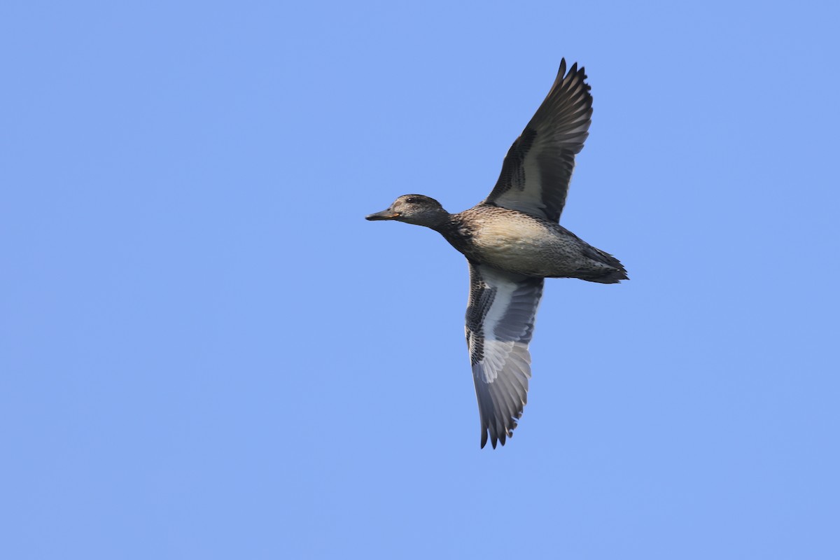 Green-winged Teal - ML646235257