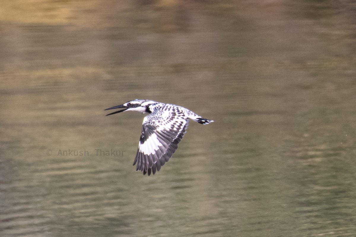 Pied Kingfisher - ML646235258