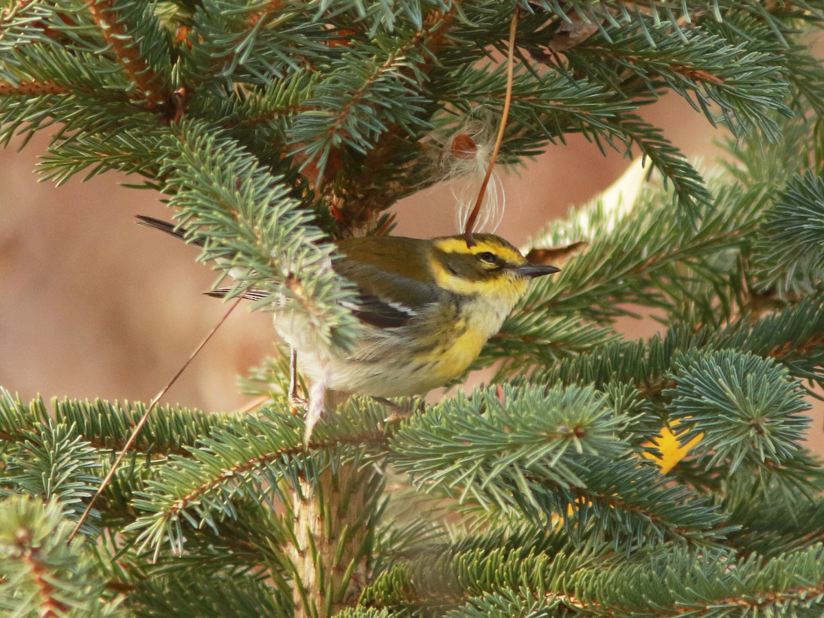 Townsend's Warbler - ML646235259