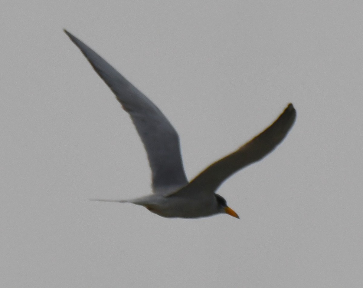 River Tern - ML646235262