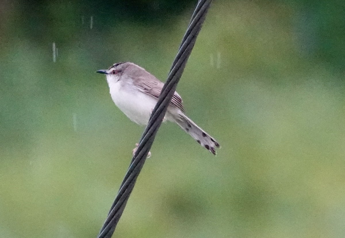 Plain Prinia - ML646235263