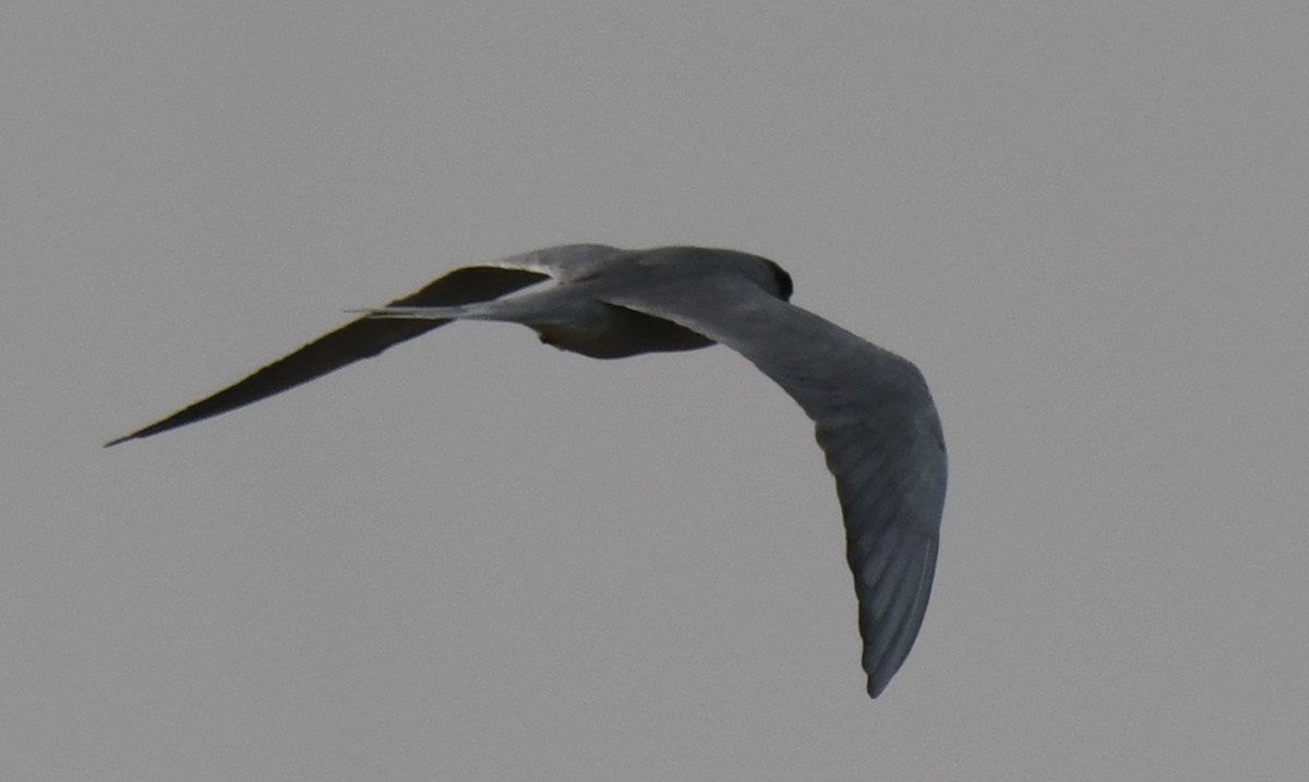 River Tern - ML646235265