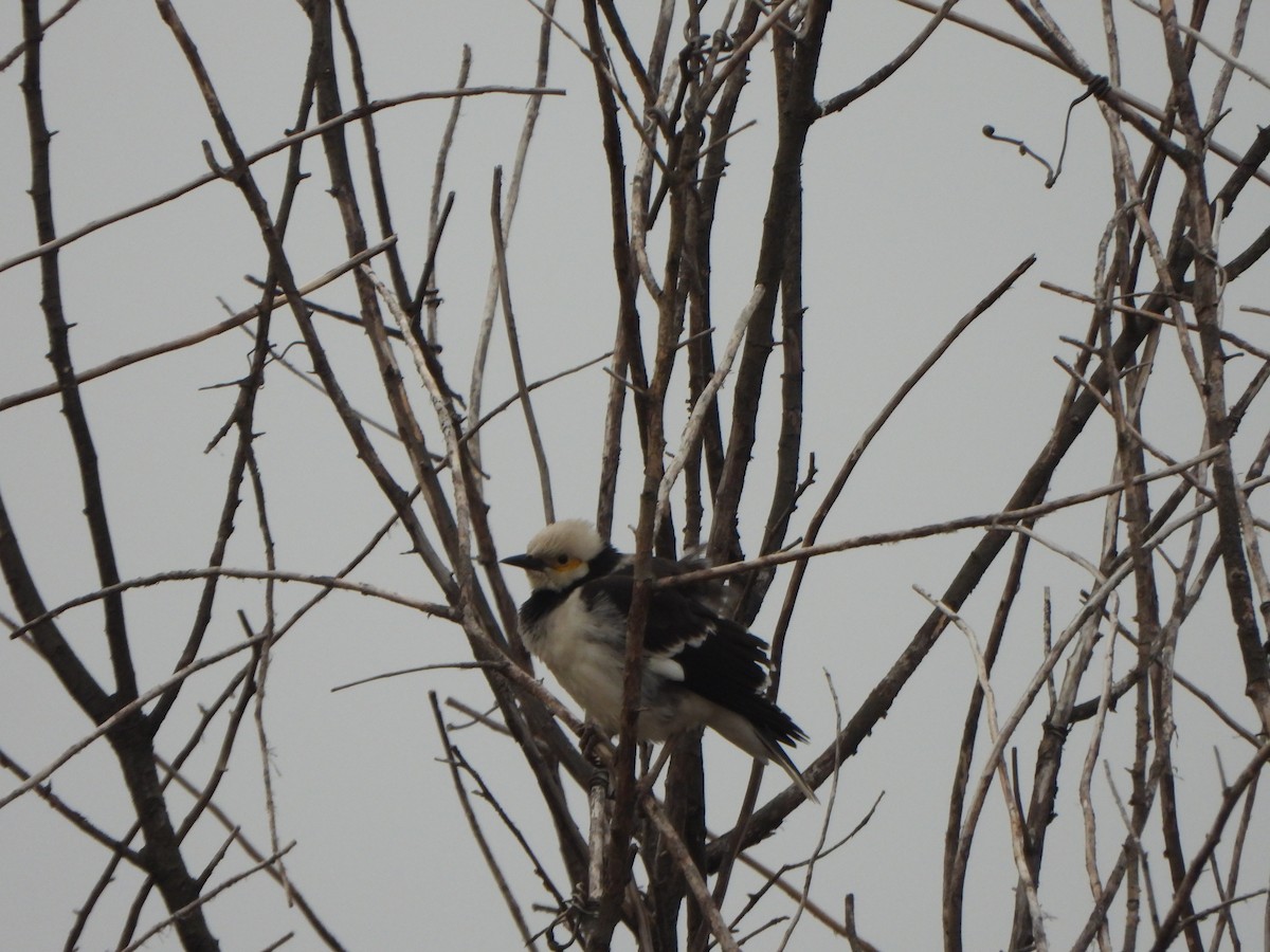 Black-collared Starling - ML646235266