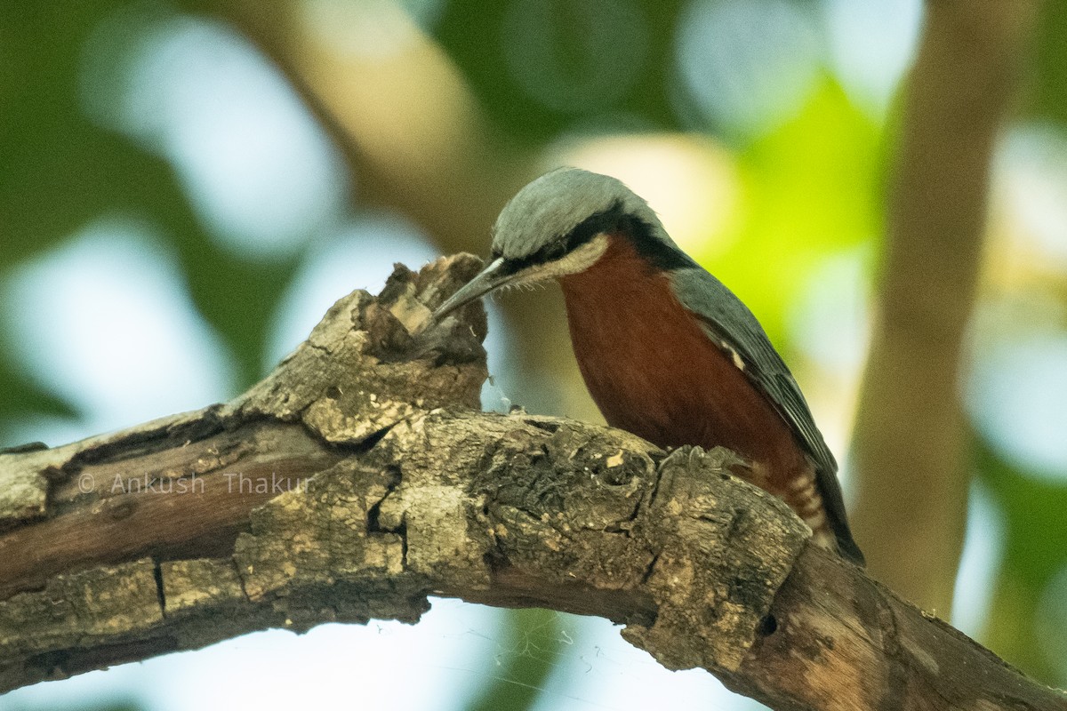 Chestnut-bellied Nuthatch - ML646235268