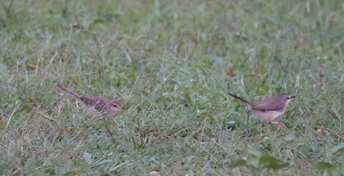 Plain Prinia - ML646235269
