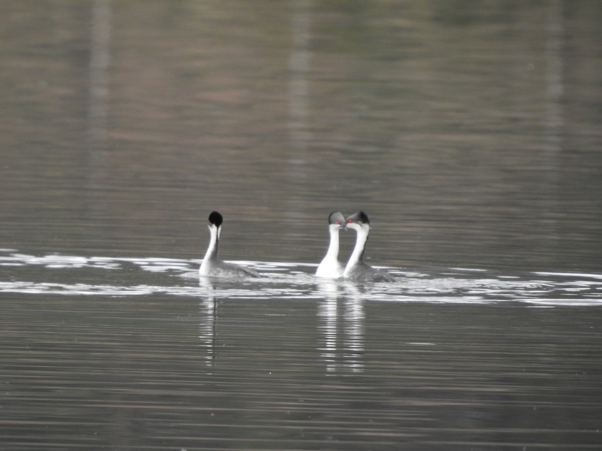 Silvery Grebe (Andean) - ML646235270