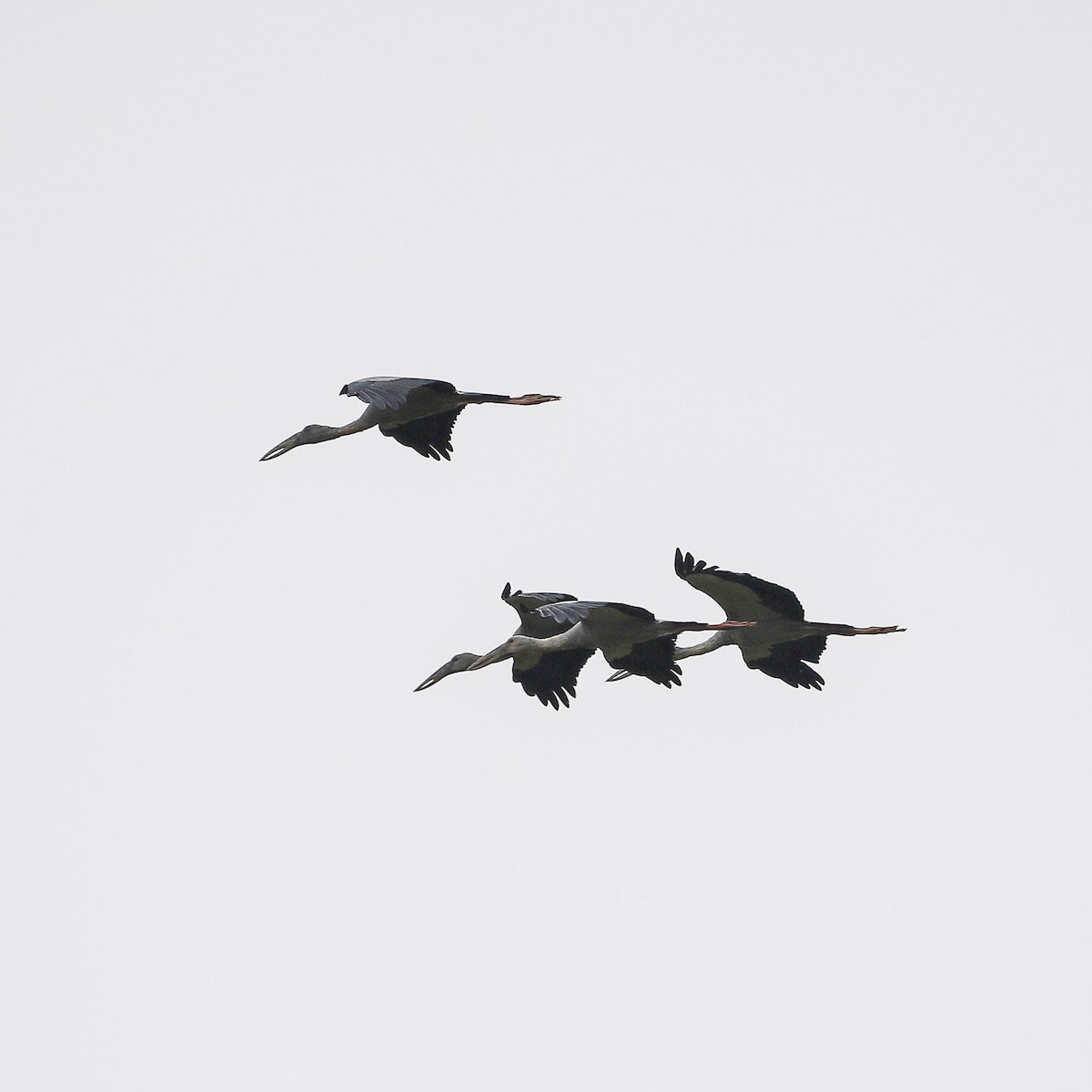 Asian Openbill - ML646235271