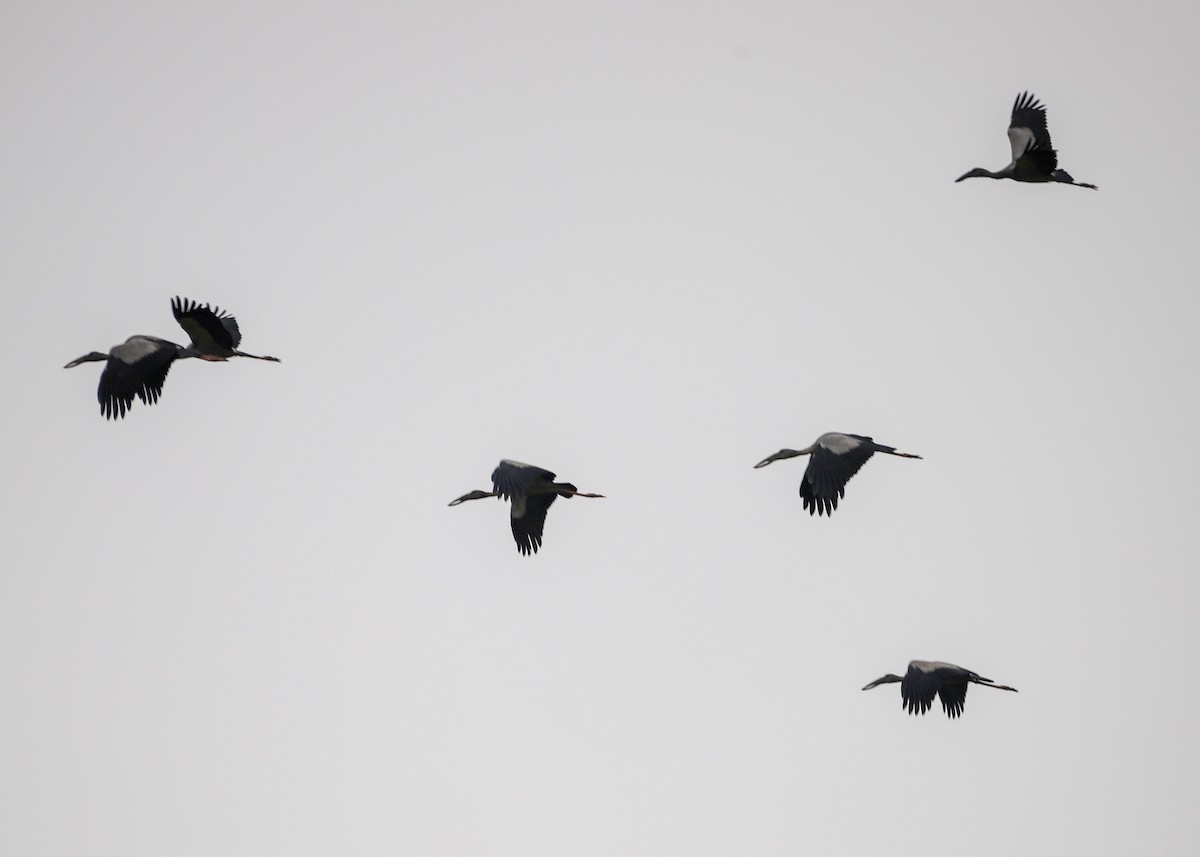 Asian Openbill - ML646235272
