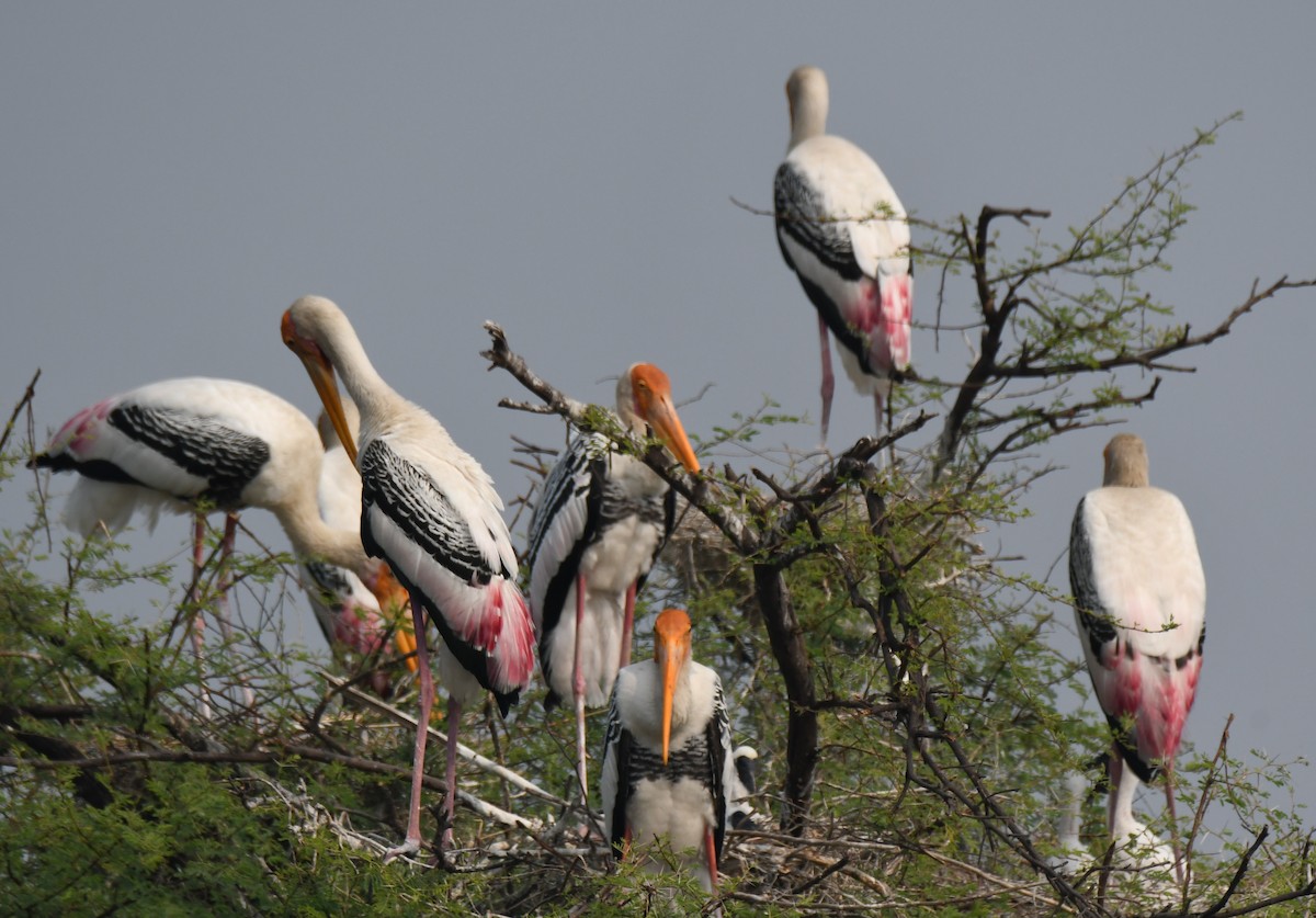 Painted Stork - ML646235273