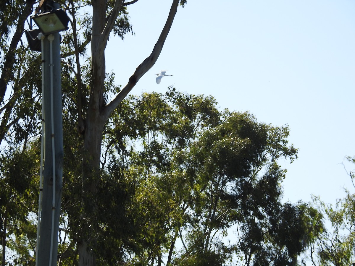 Great Egret - ML646235274