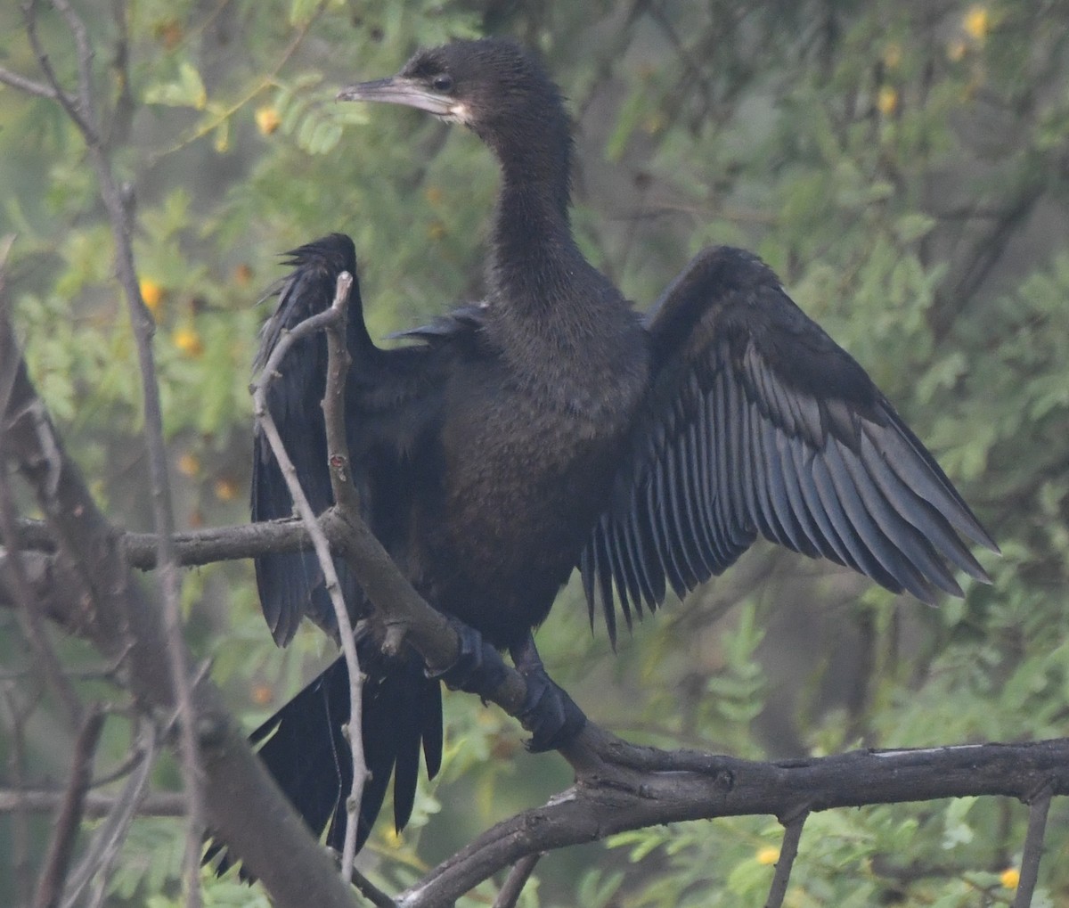 Little Cormorant - ML646235275