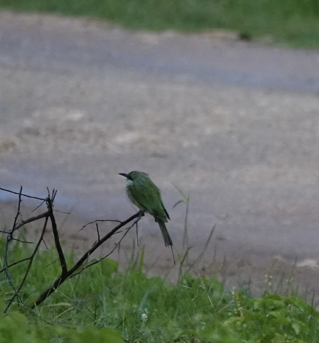 Asian Green Bee-eater - ML646235280