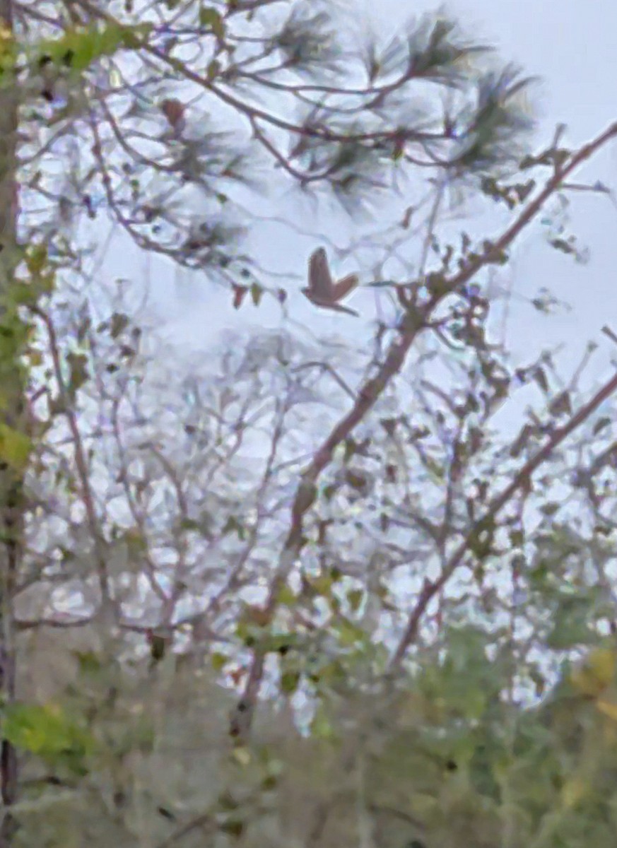 Sharp-shinned Hawk - ML646235281