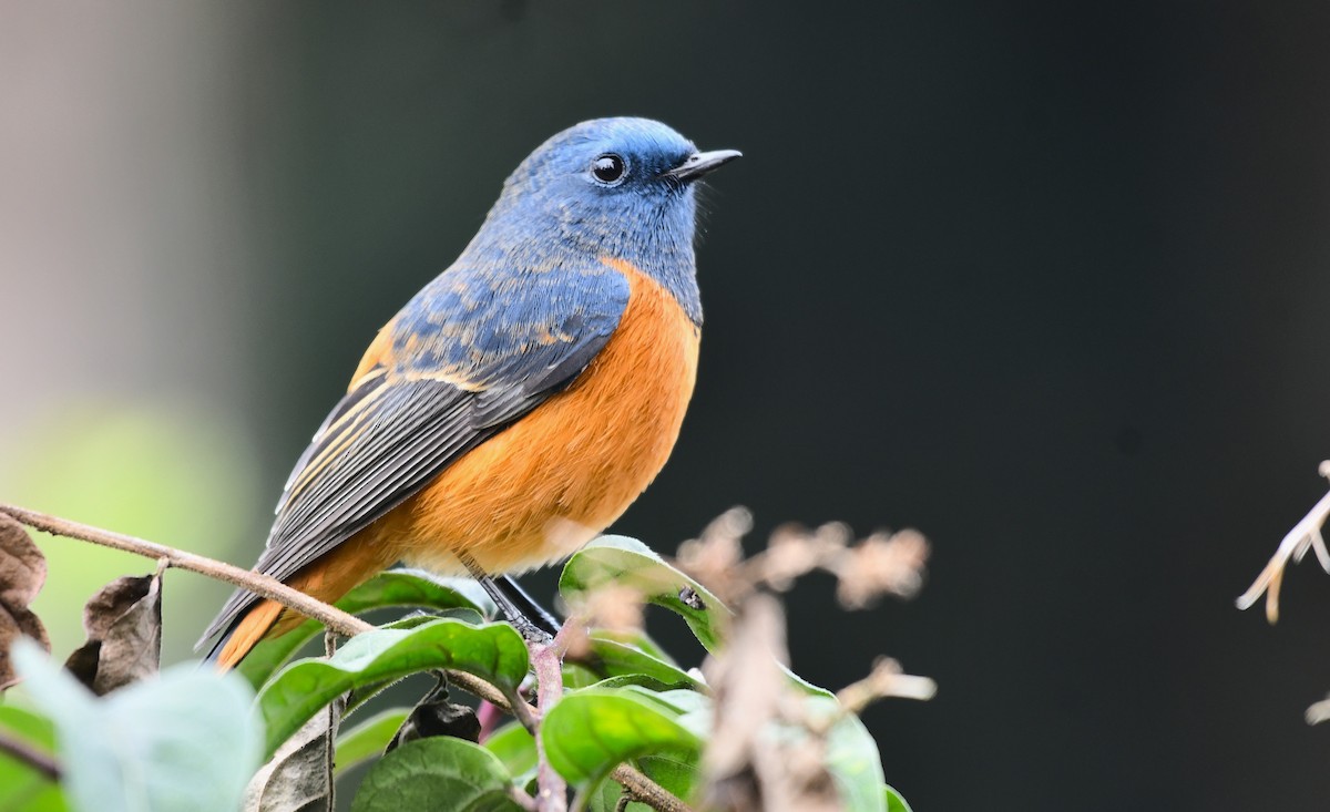 Blue-fronted Redstart - ML646235282