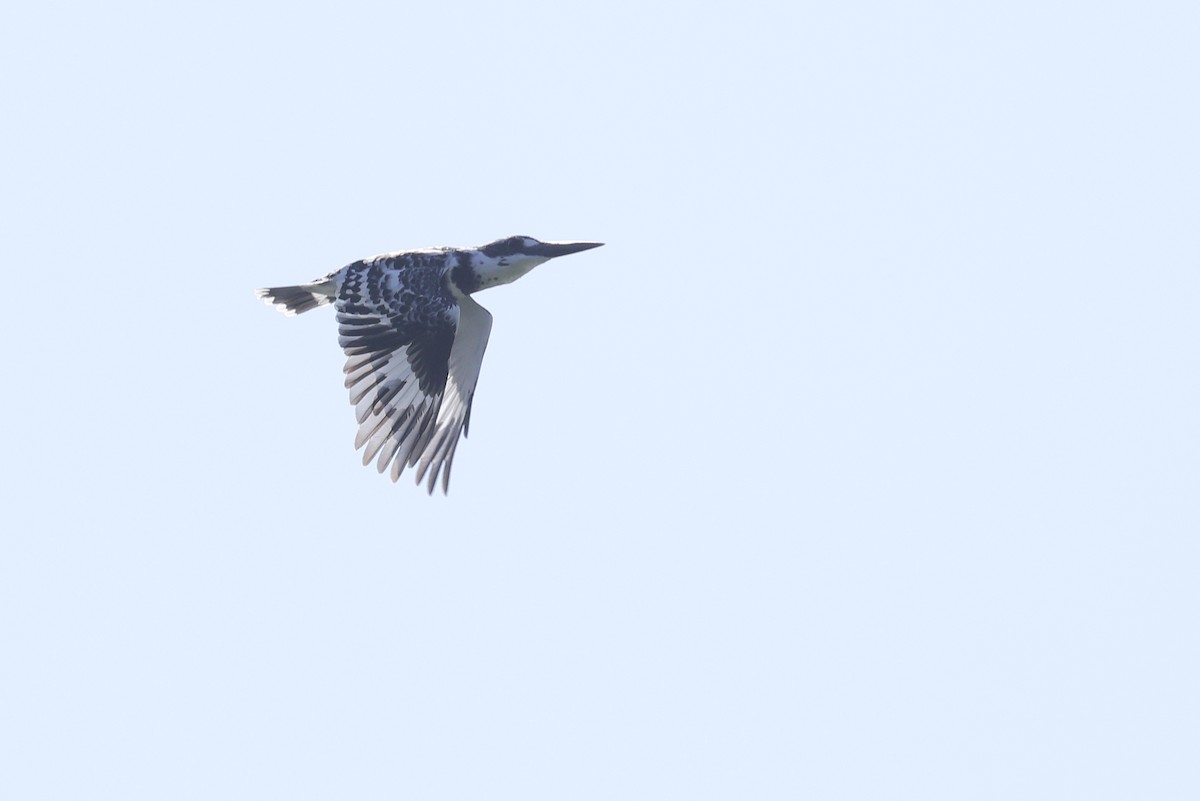Pied Kingfisher - ML646235287