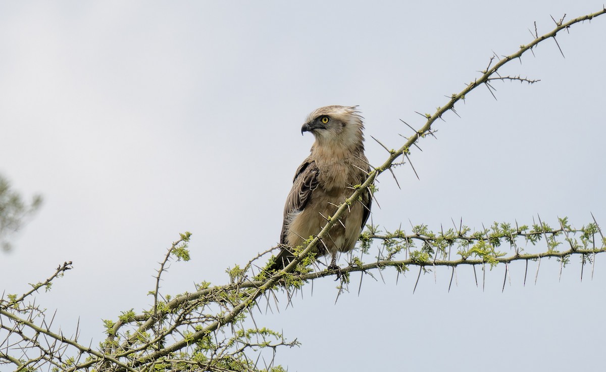 Black-chested Snake-Eagle - ML646235290